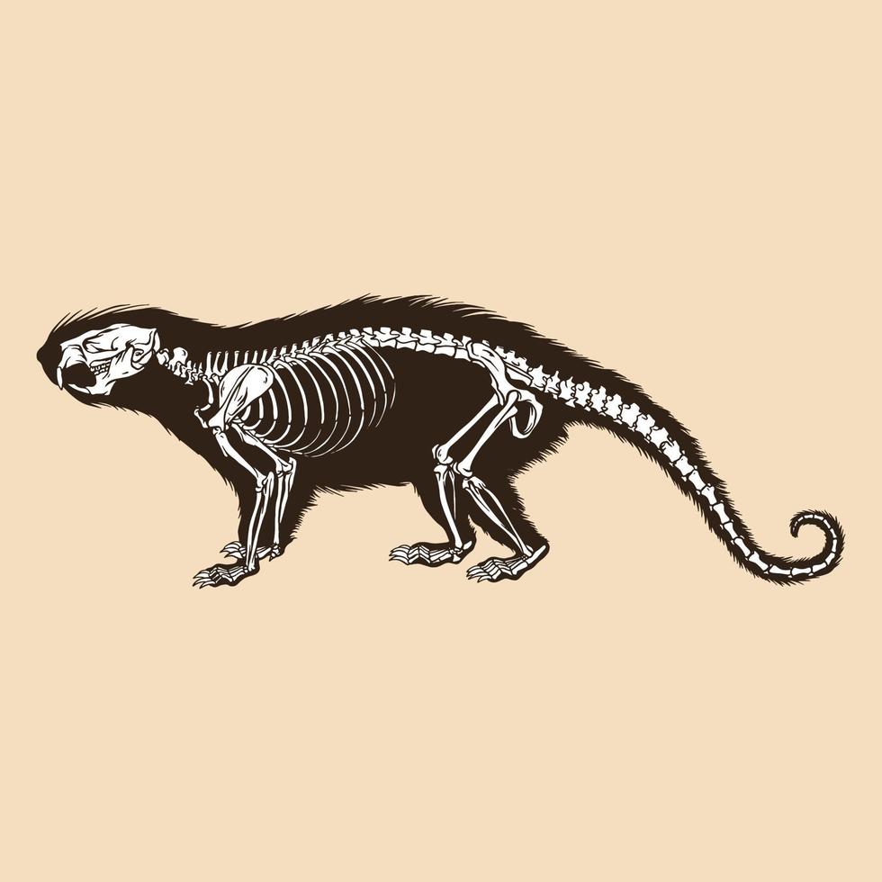 Skeleton brazilian porcupine vector illustration
