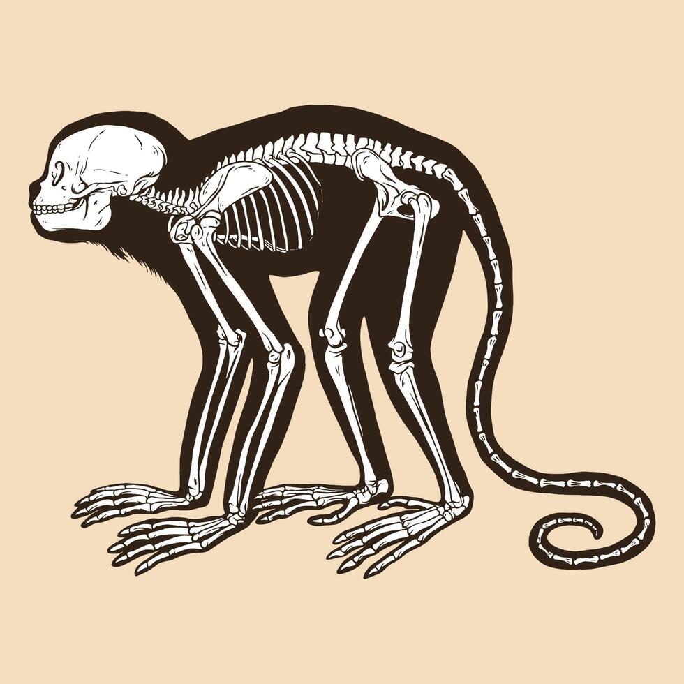 Skeleton golden headed lion tamarin vector illustration