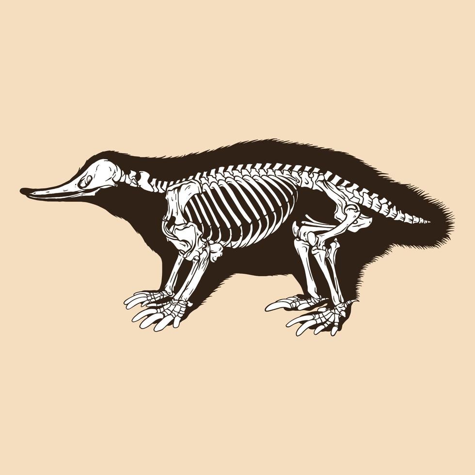 Skeleton monotremata vector illustration