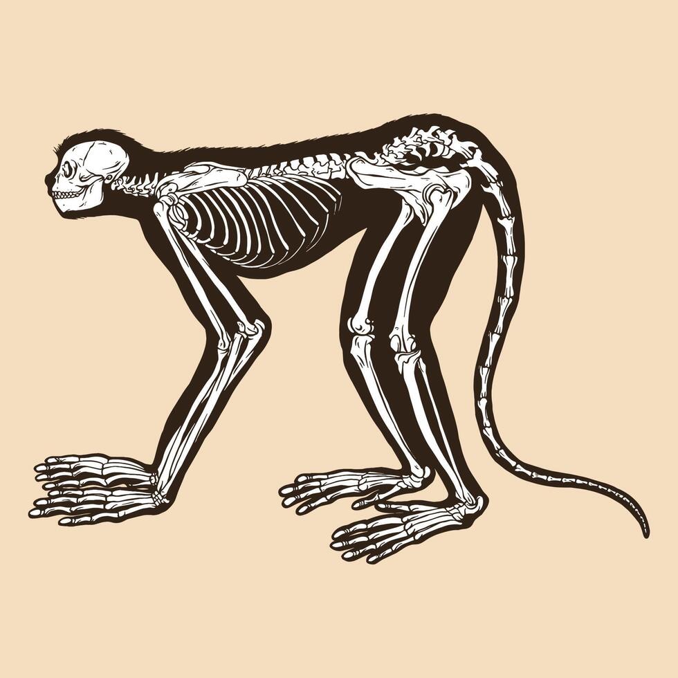 Skeleton monkey vector illustration