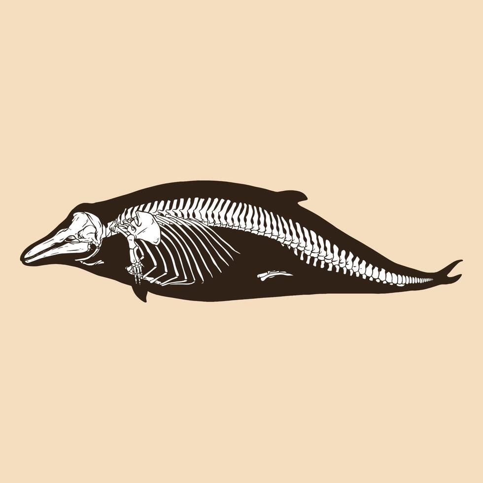 Skeleton bottlenose dolphin vector illustration