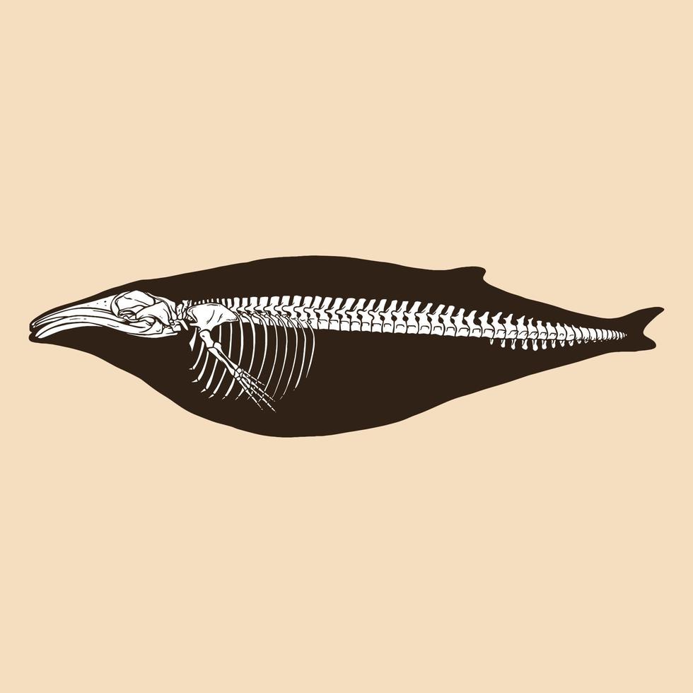 Ilustración de vector de ballena jorobada esqueleto