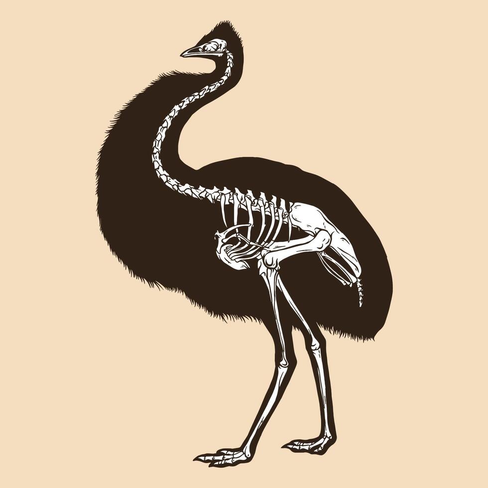 Skeleton emu bird vector illustration