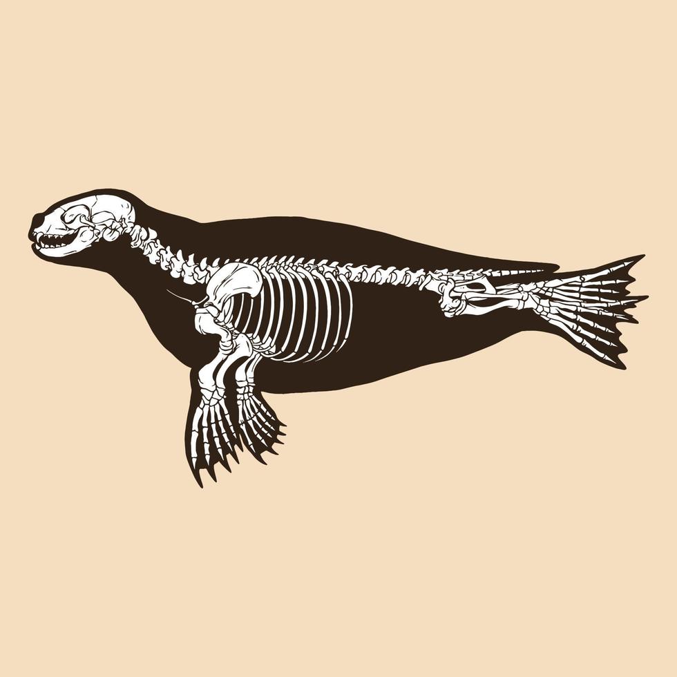 Skeleton seal vector illustration