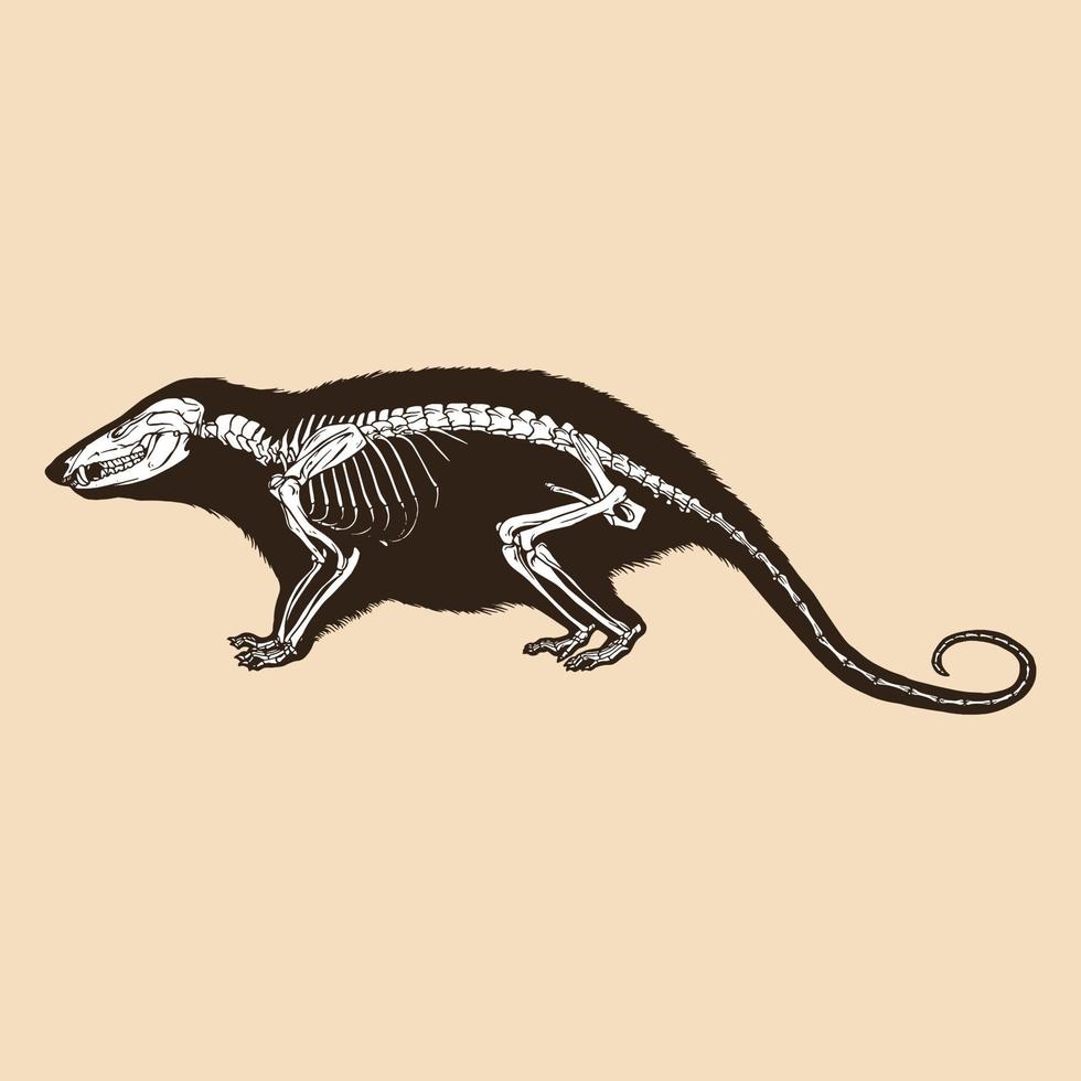 Skeleton virginia opossum vector illustration