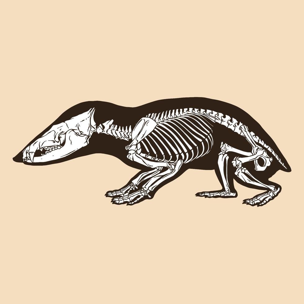 Skeleton tailless tenrec vector illustration
