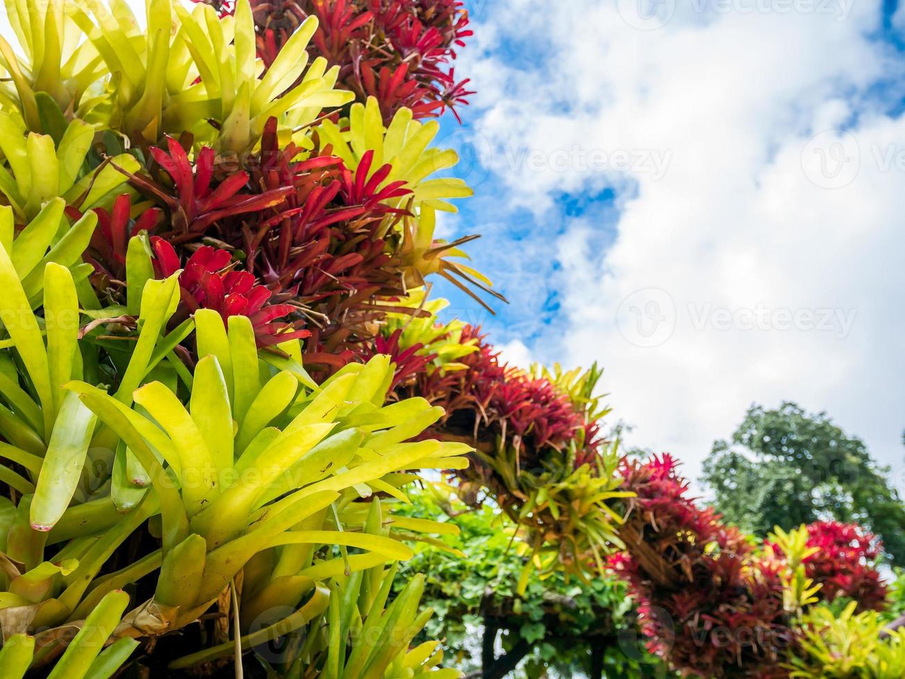 colorful of bromeliad garden and blue sky photo