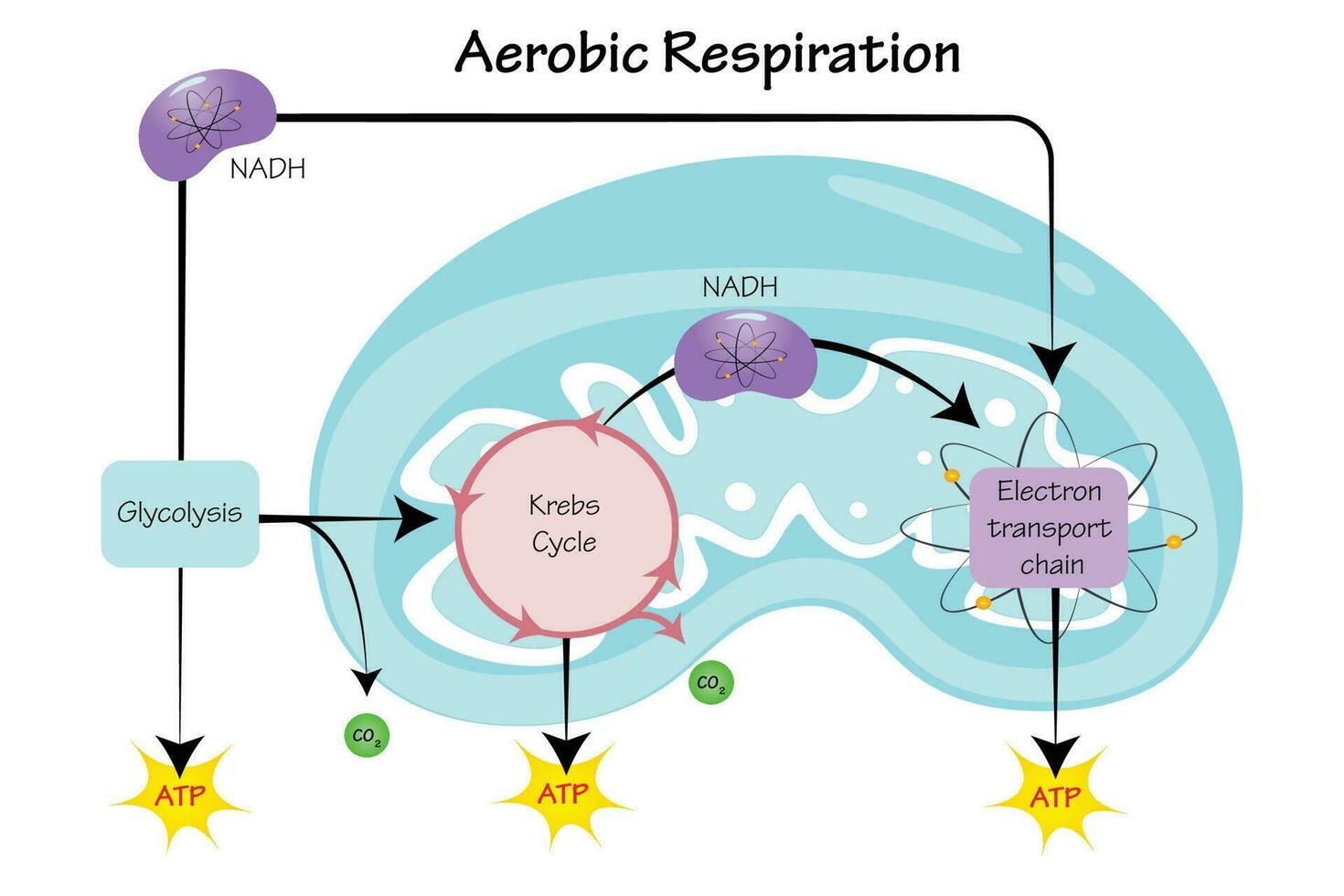 aerobic respiration vector illustration