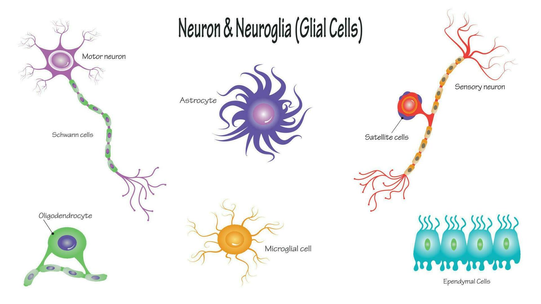 neuronas y células neurogliales vector