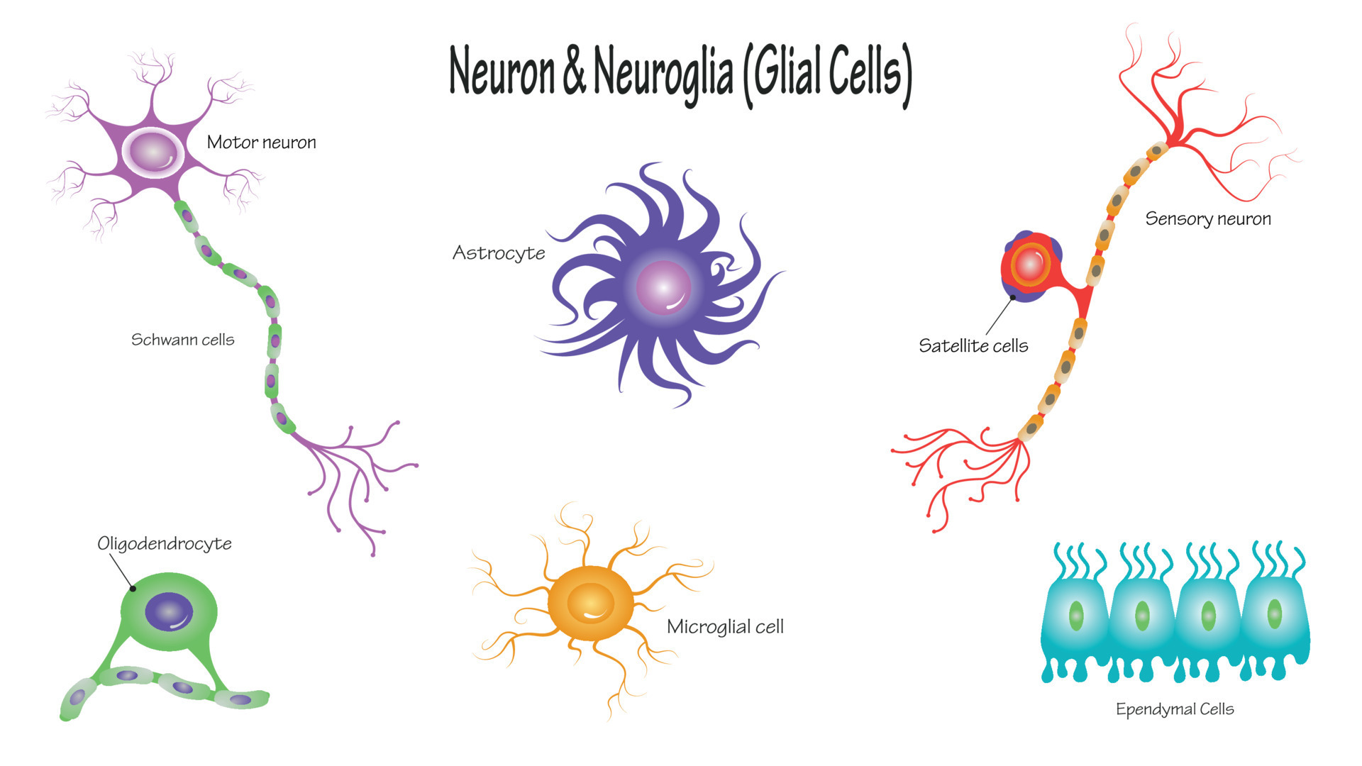 Neuron And Neuroglial Cells 8131494 Vector Art At Vecteezy Neuron And Neuroglial Cells 8131494 Vector Art At Vecteezy