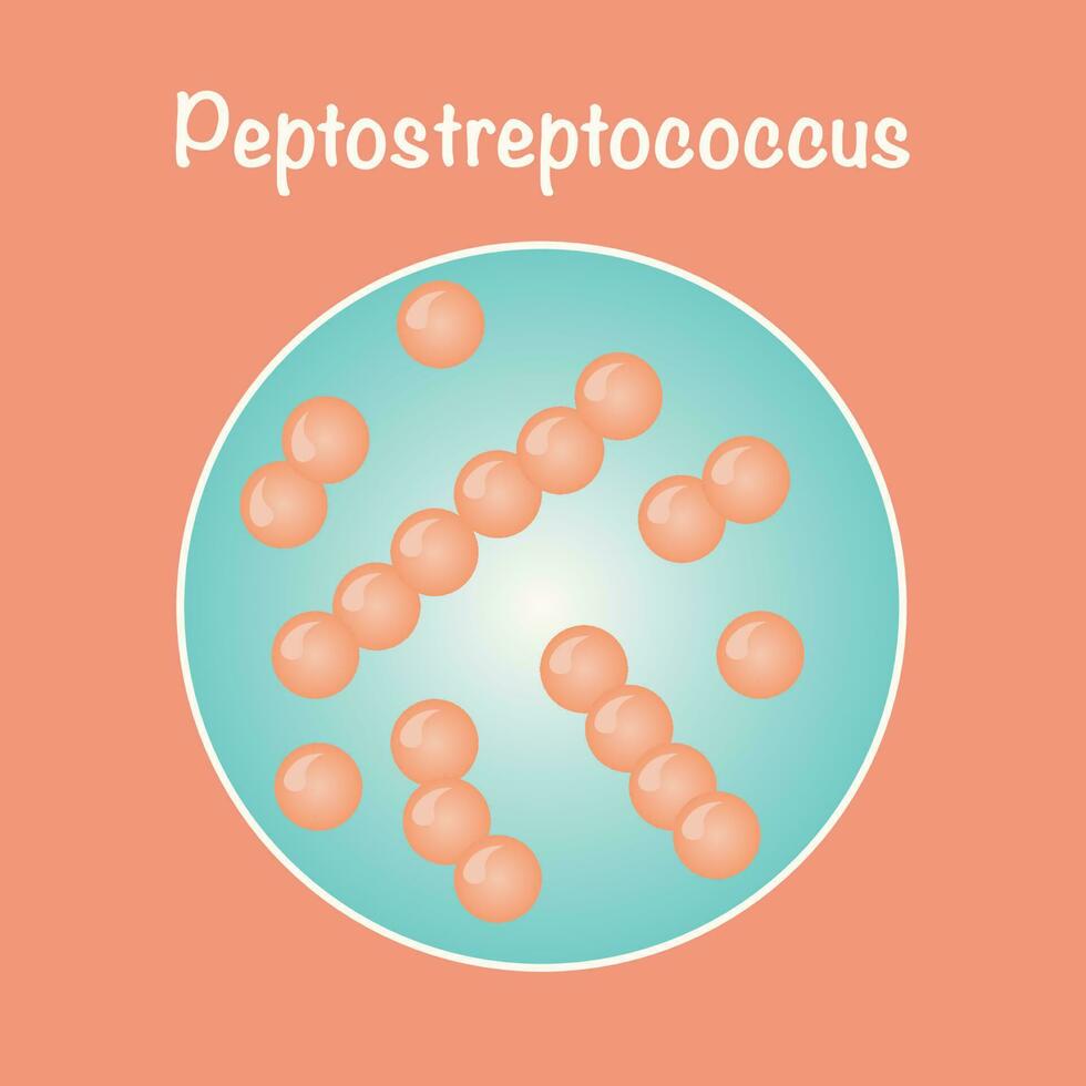 Vector Illustration of Peptostreptococcus