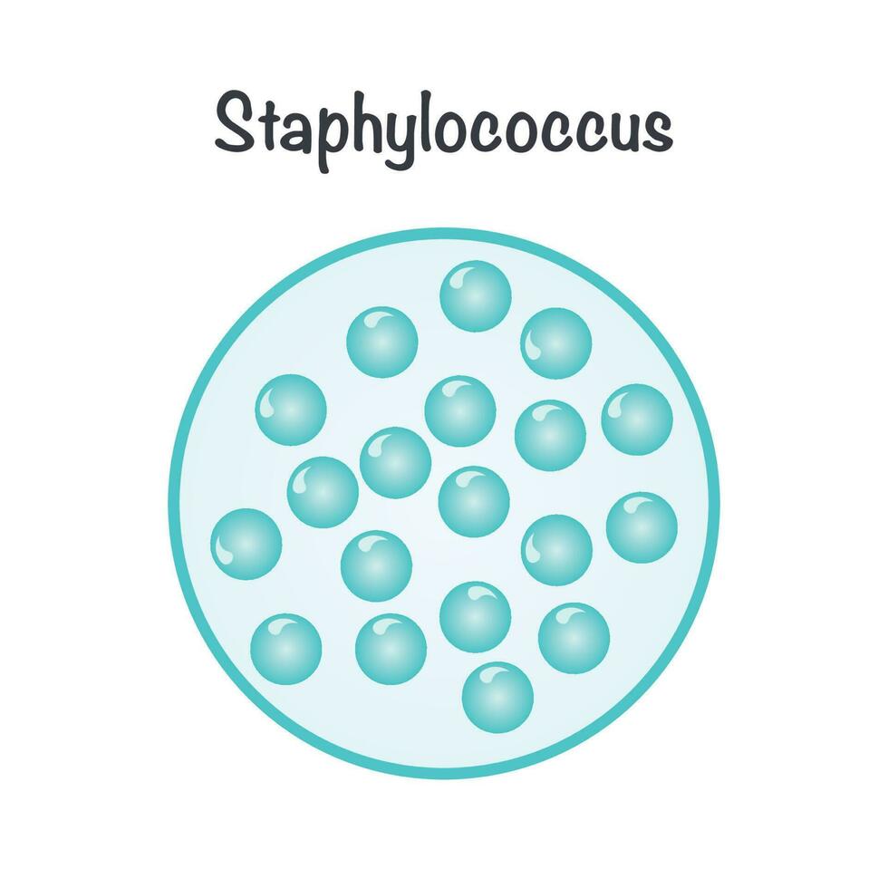 Vector Illustration Graphic of Staphylococcus