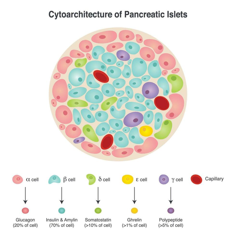 Cytoarchitecture of Pancreatic Islet Diagram vector