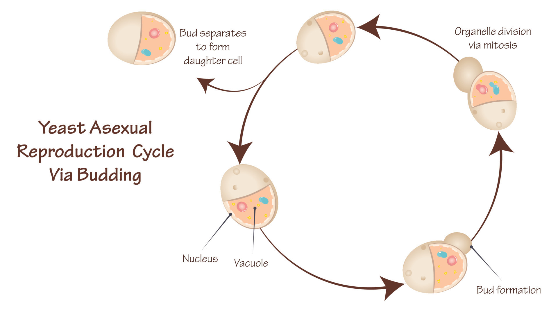 Budding yeast cycle 8131529 Vector Art at Vecteezy Biology Diagrams