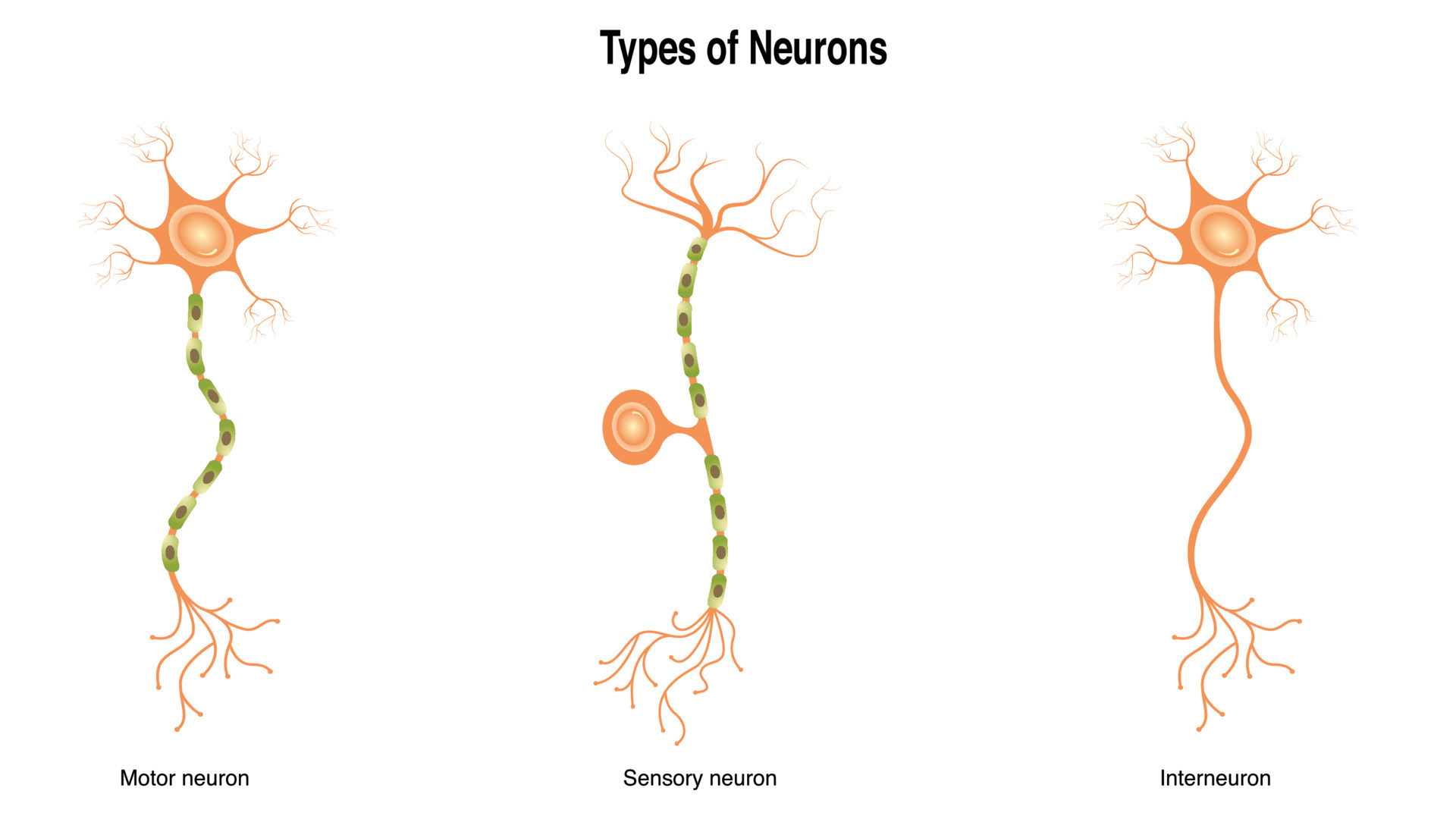 Different Types of Neurons 8131531 Vector Art at Vecteezy