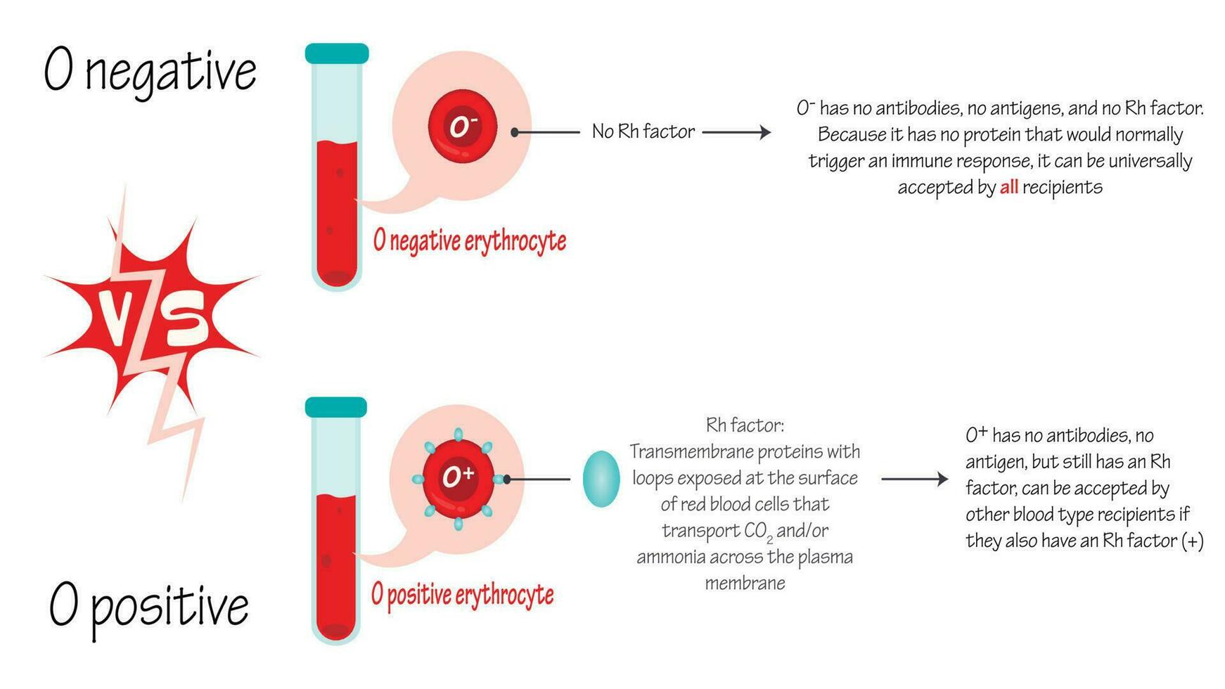 Vector Illustration of O Positive Versus O Negative Blood Types