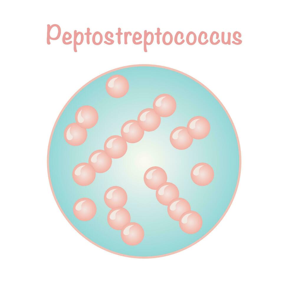 Vector Illustration of Peptostreptococcus
