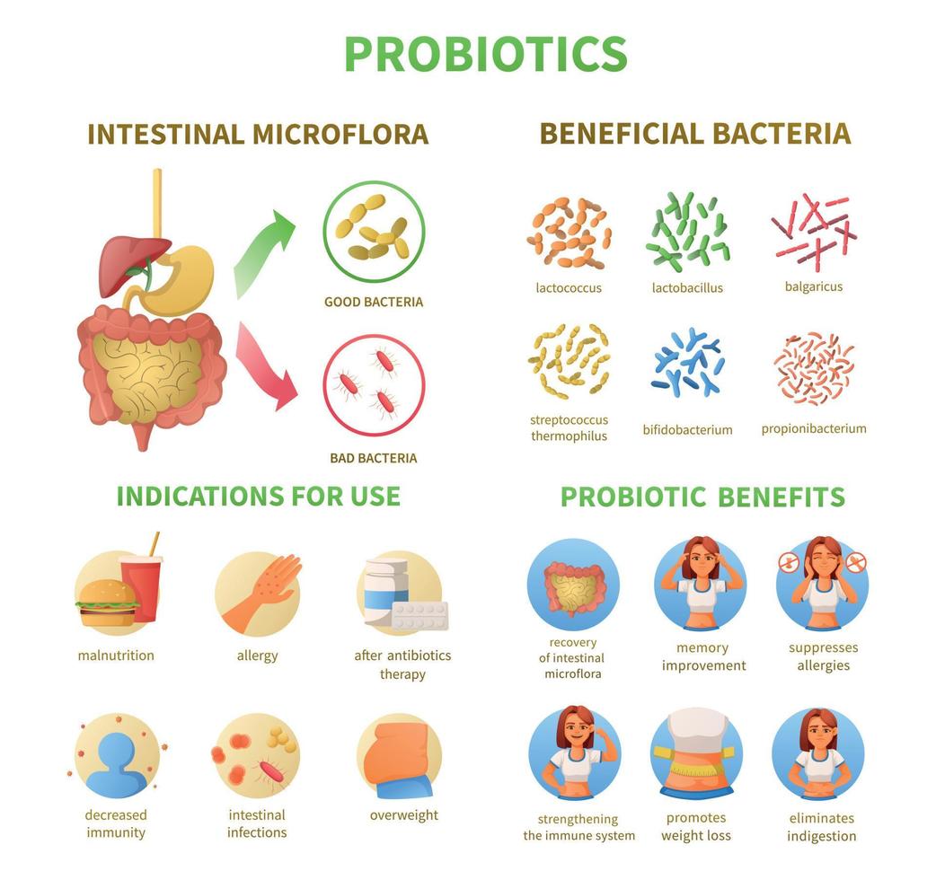 conjunto de dibujos animados de infografías de probióticos vector