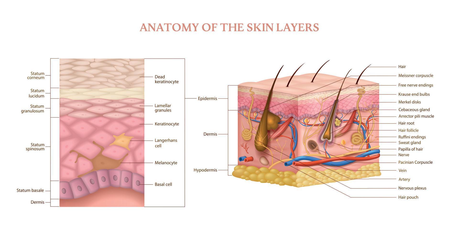 estructura de las capas de la piel vector