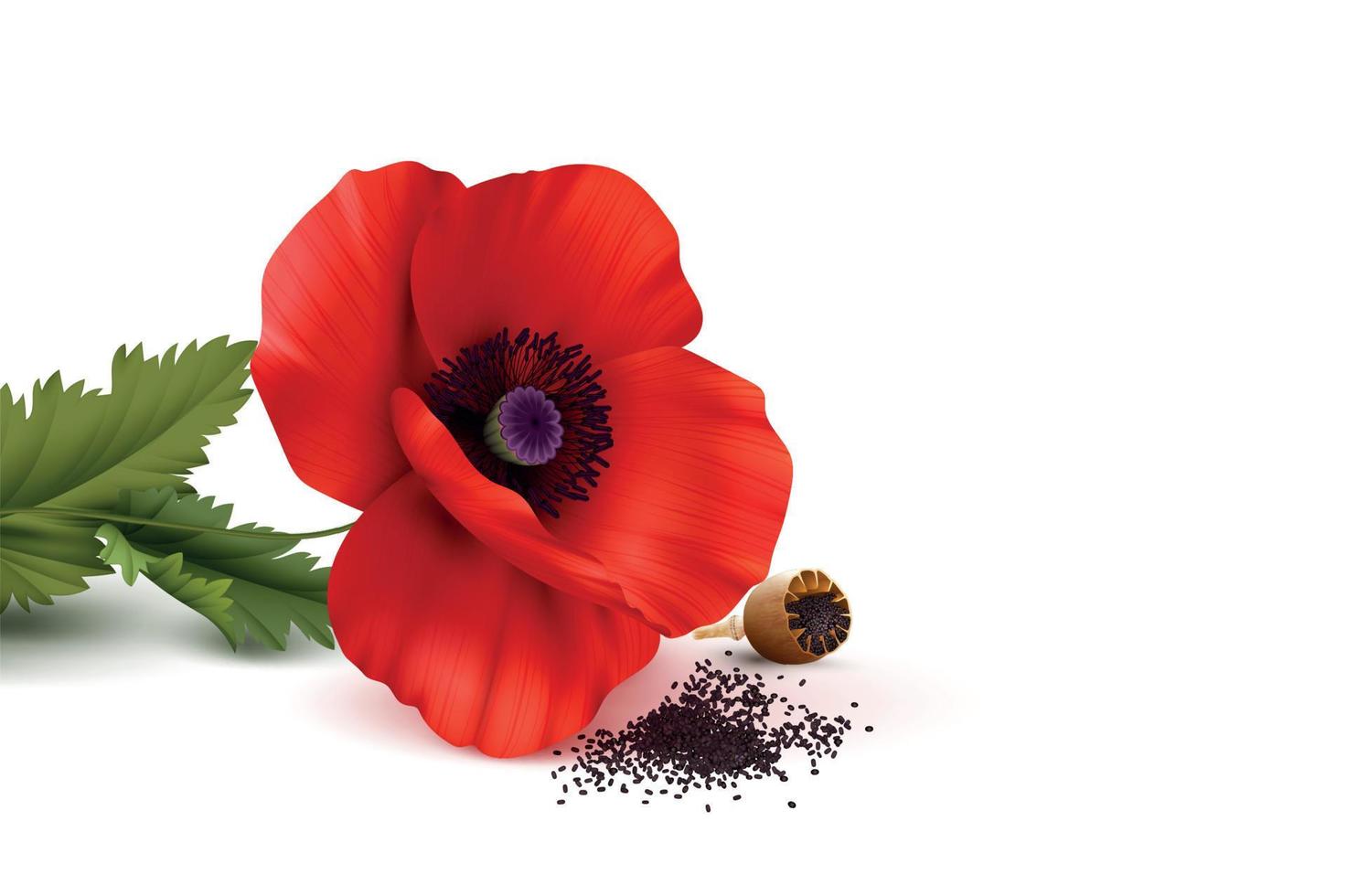 Poppies Flower Realistic Composition vector