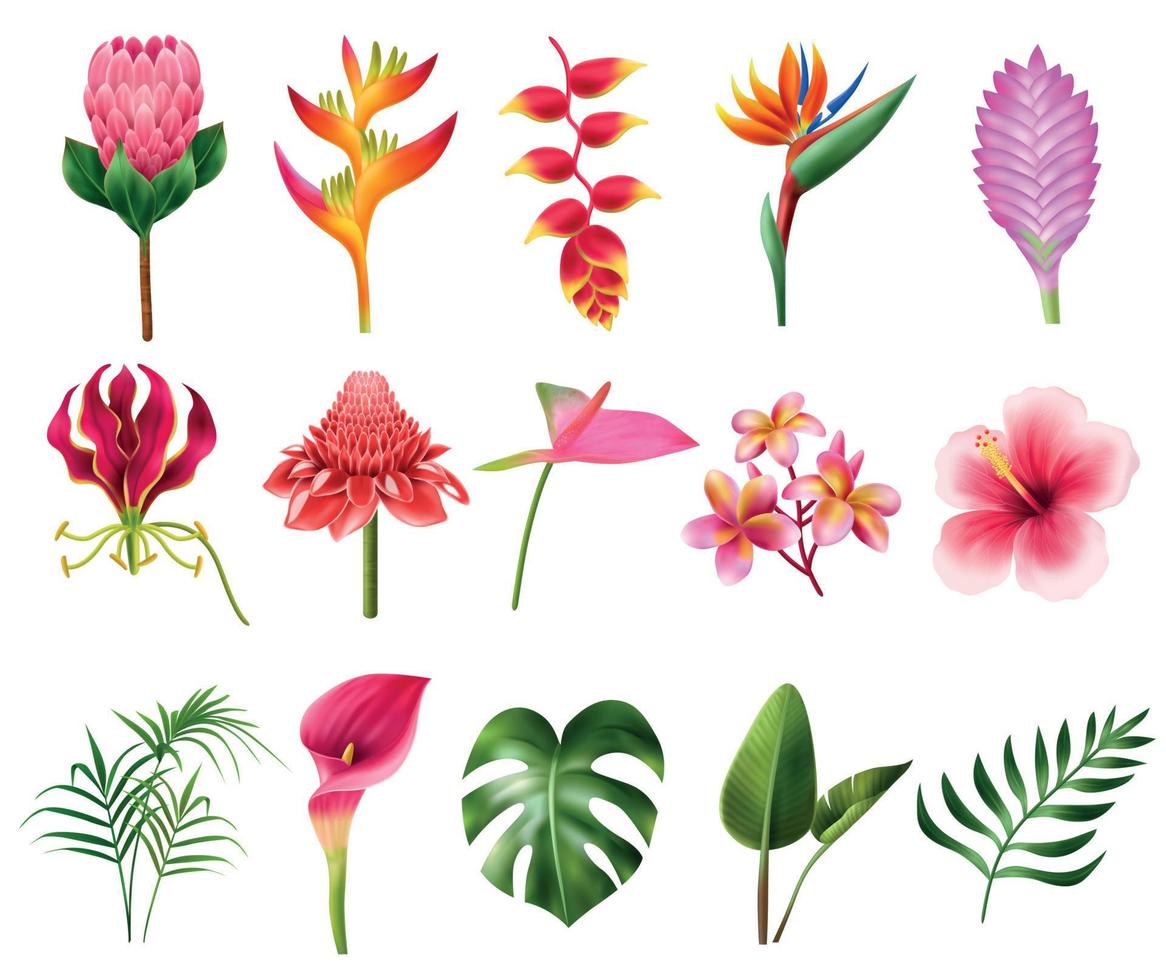 Exotic Flowers Realistic Set vector