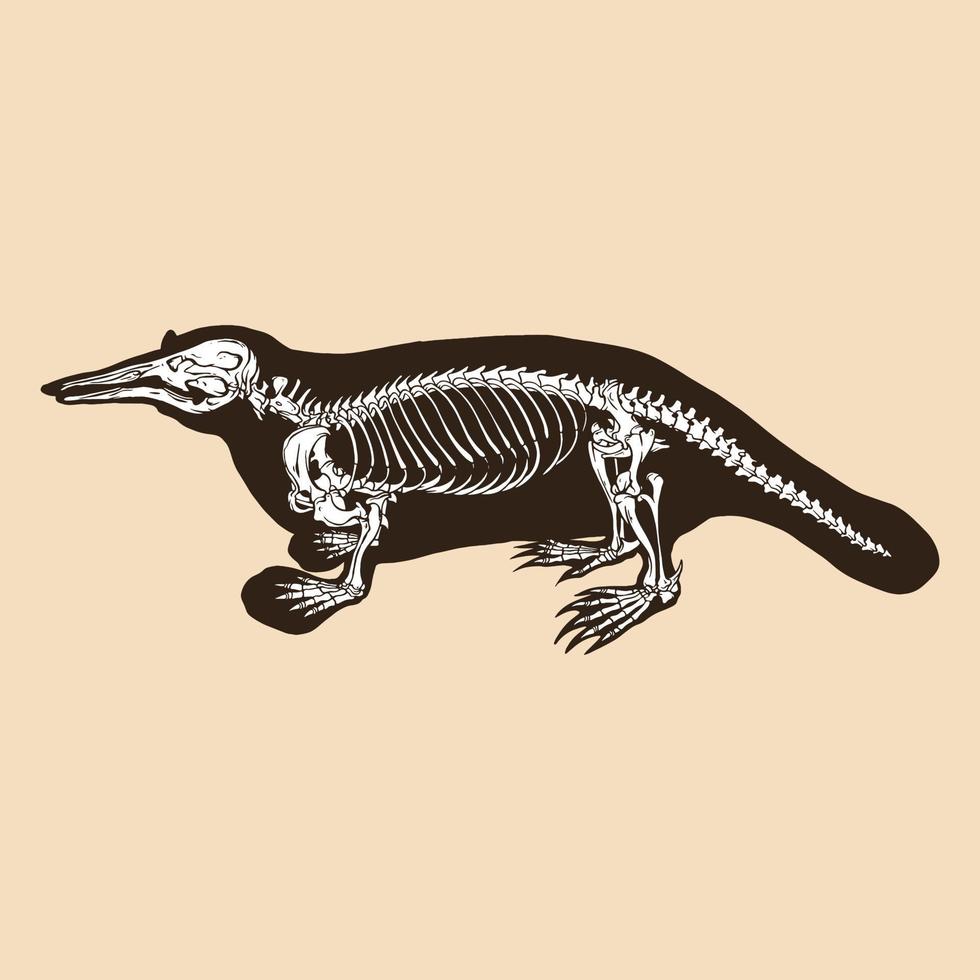 Skeleton schnabeltier vector illustration