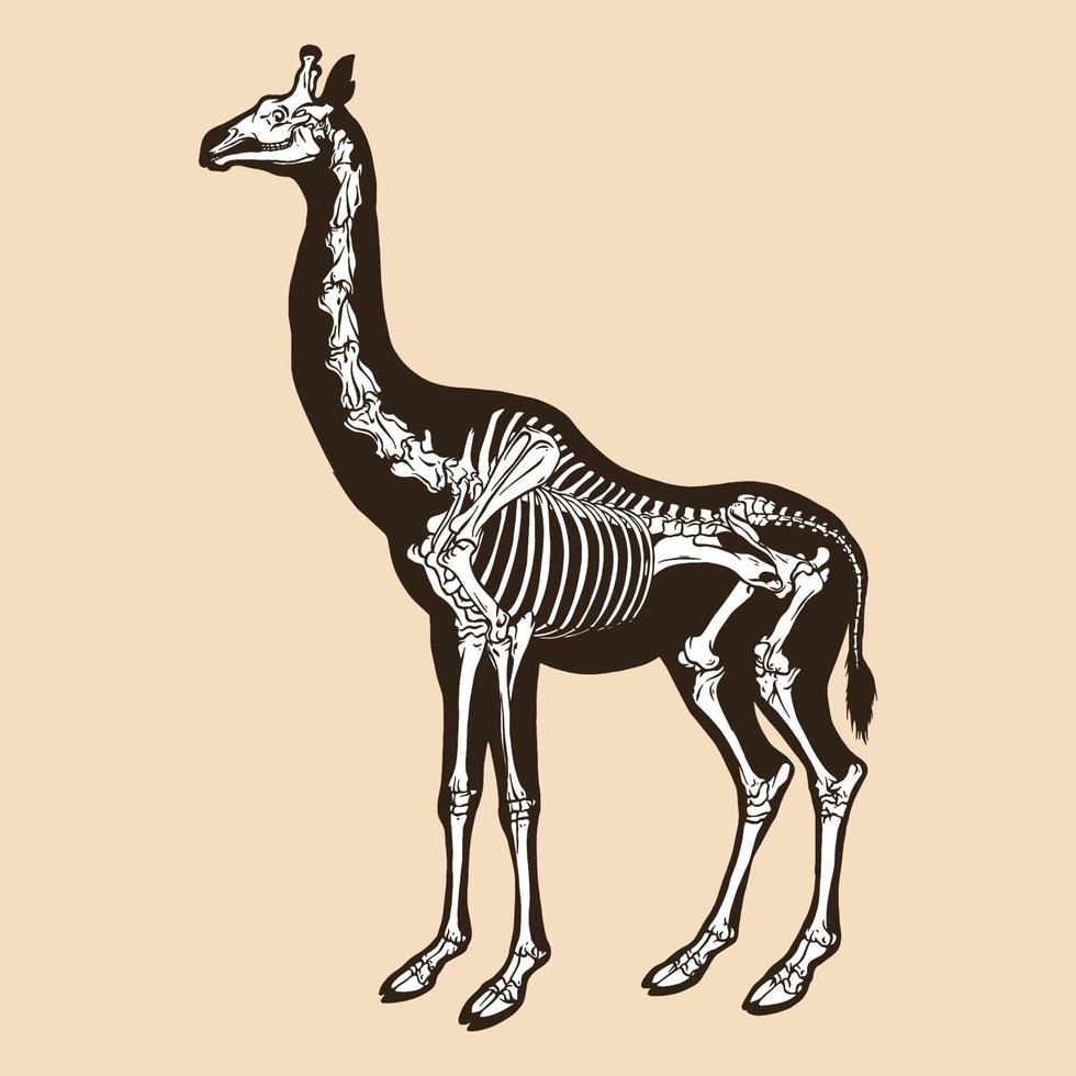 Skeleton giraffe vector illustration