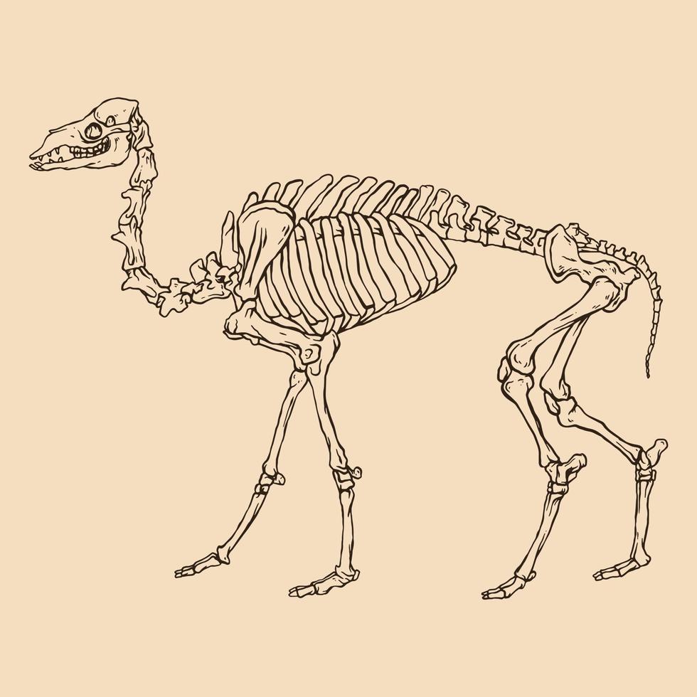 Ilustración de vector de camello esqueleto animal