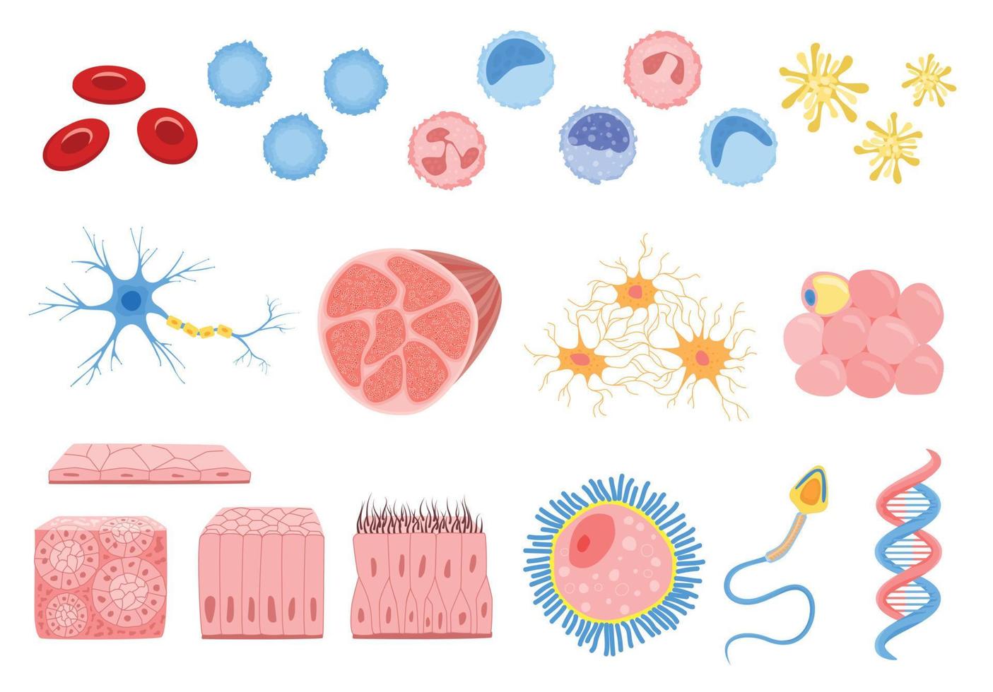 Flat Human Cells Set vector