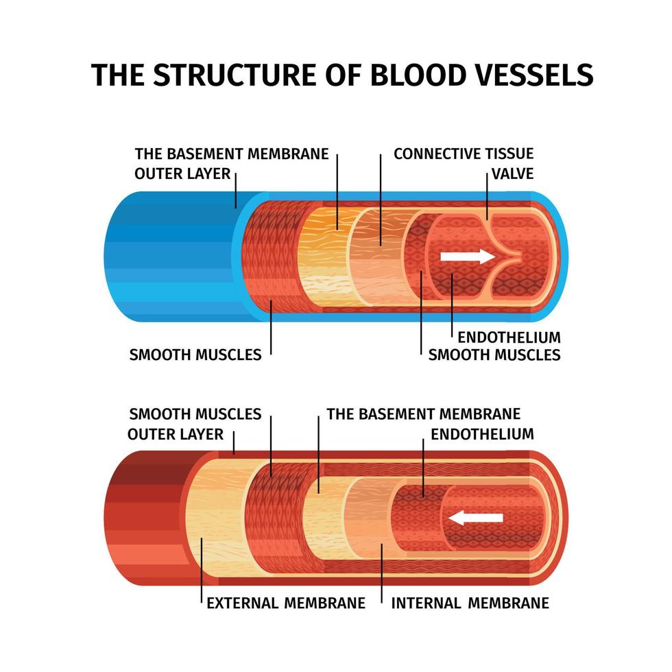 concepto realista de vasos sanguíneos vector