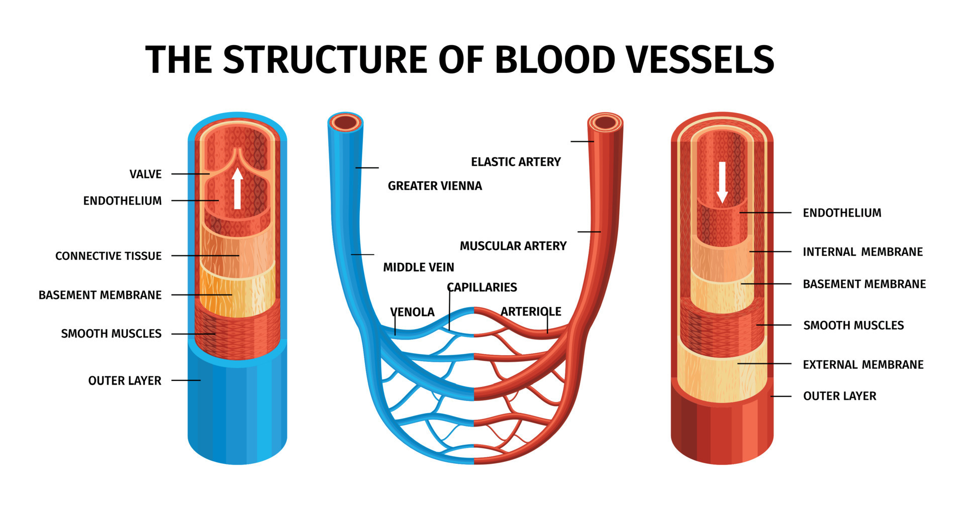 Diferencia entre vena arteria y capilar