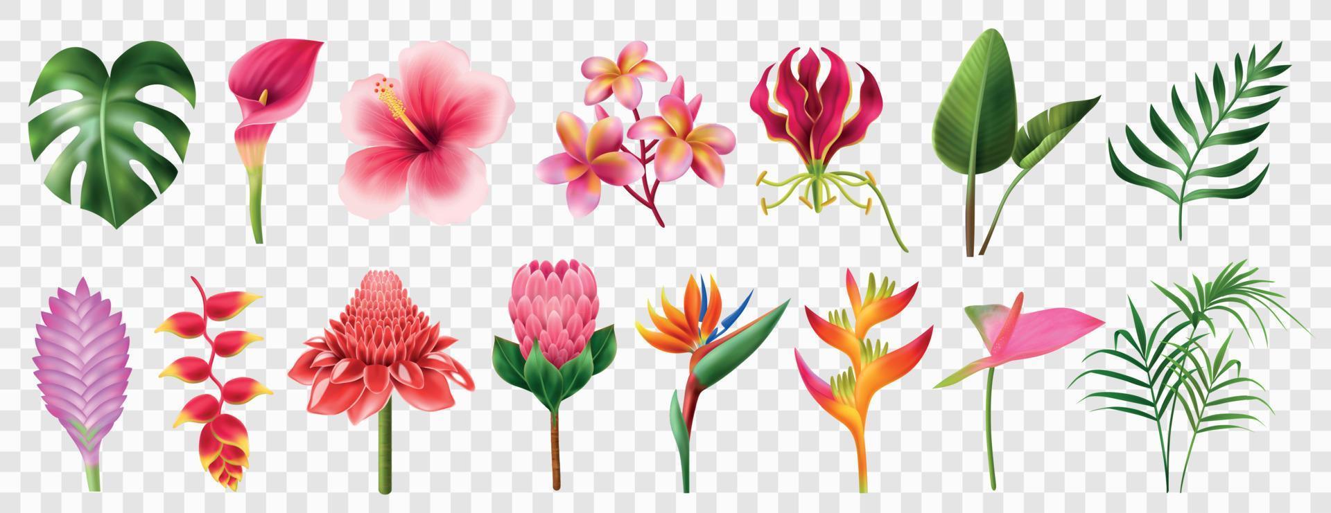 Exotic Flowers Realistic Transparent Set vector