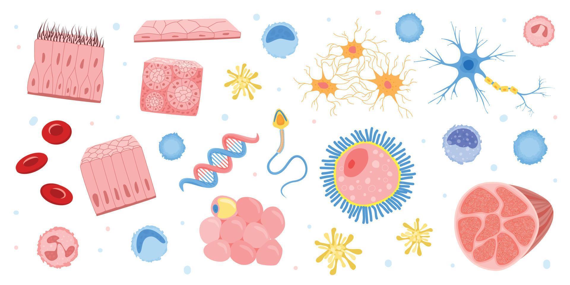 conjunto de bacterias de células humanas vector