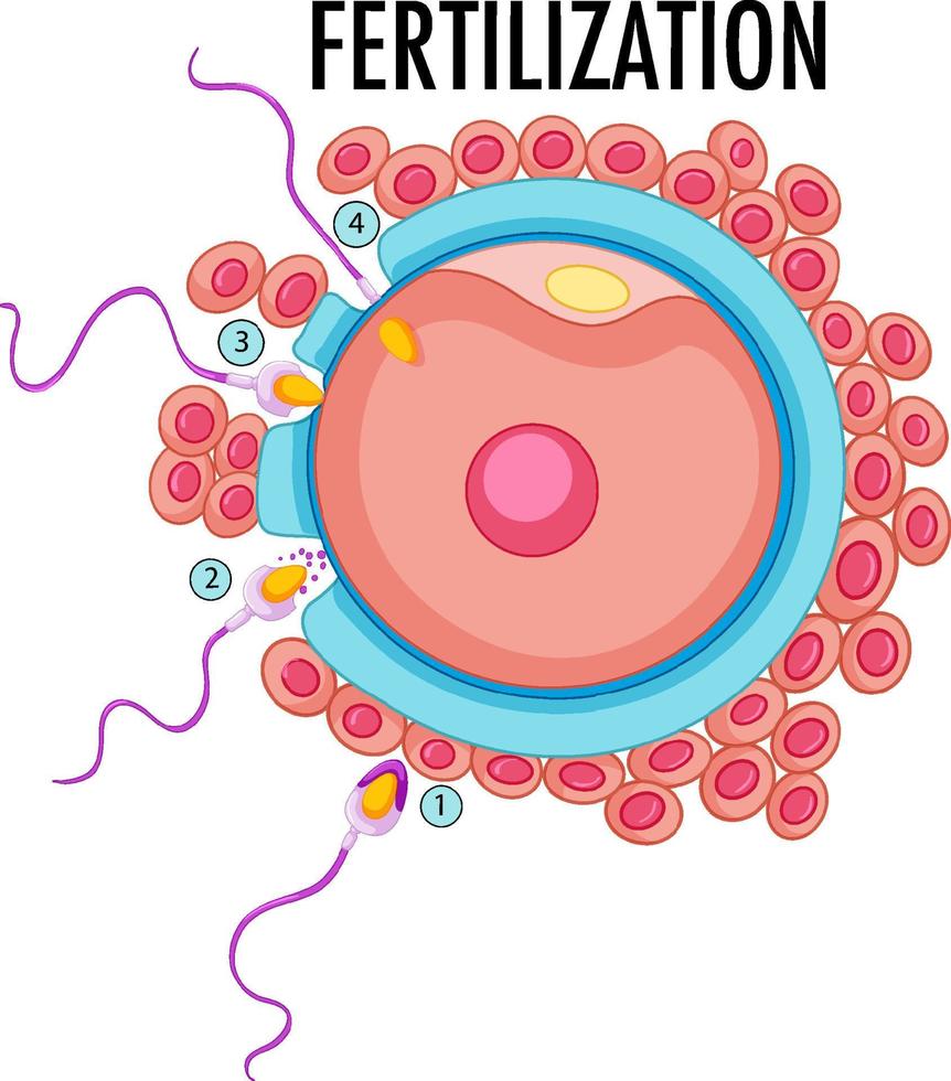 Diagram showing fertilization in human vector