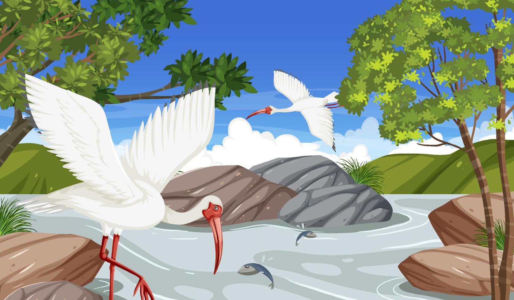 ibis blanco americano en el bosque vector