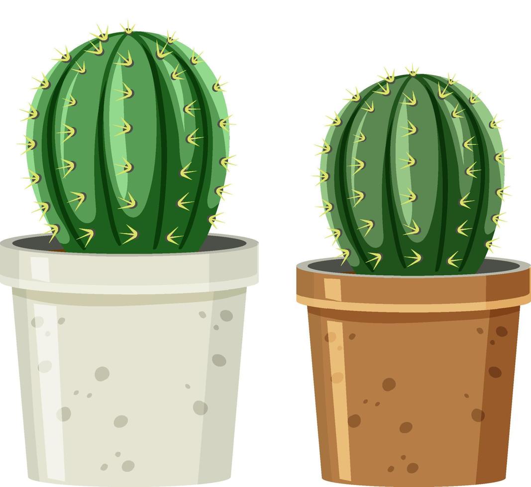 Pot of cactus on white background vector