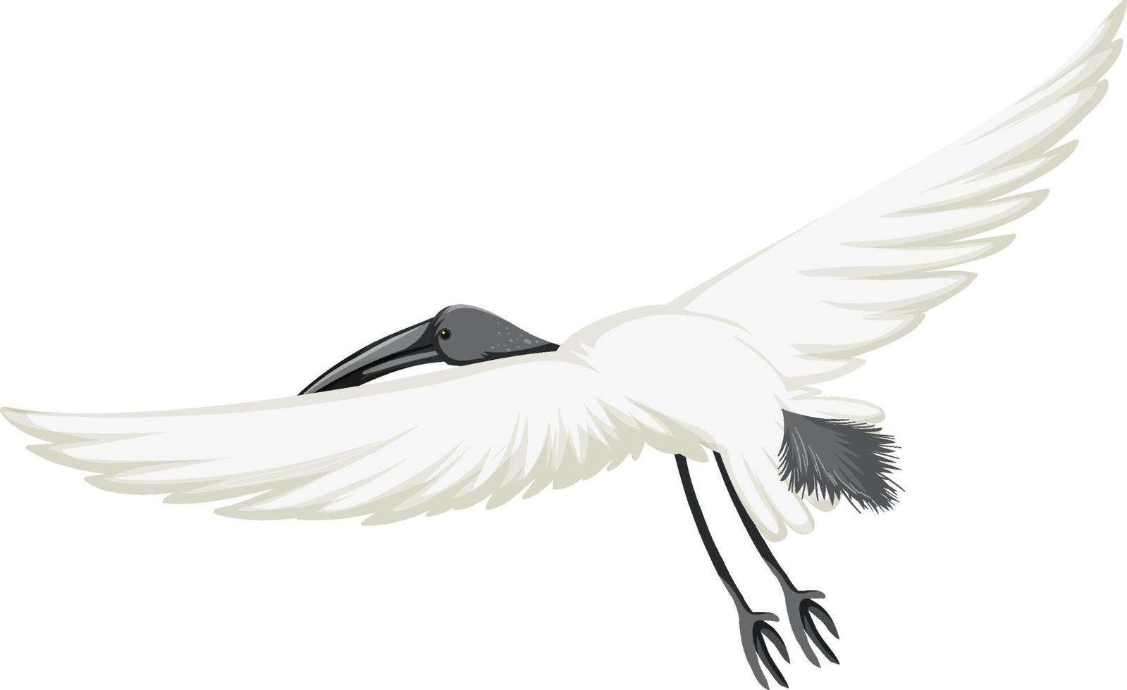 Australian white ibis isolated vector