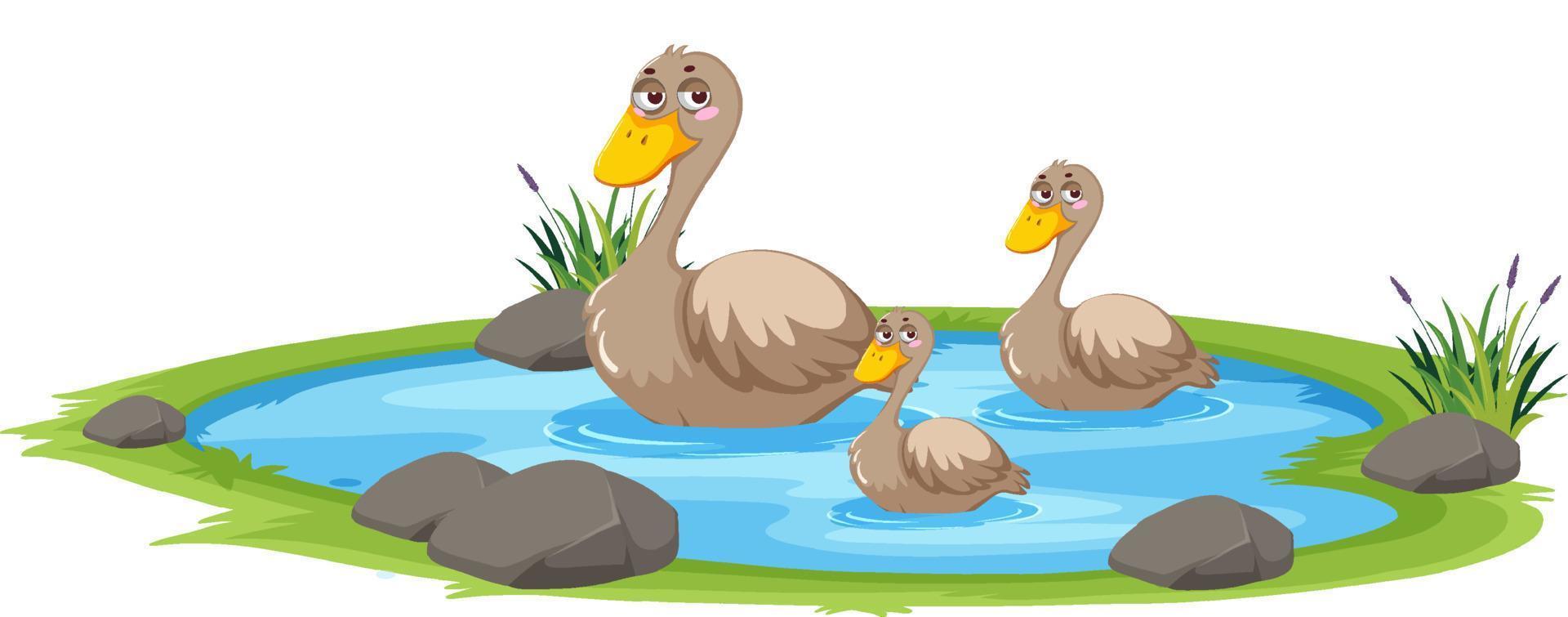 Duck in the pond on white background vector