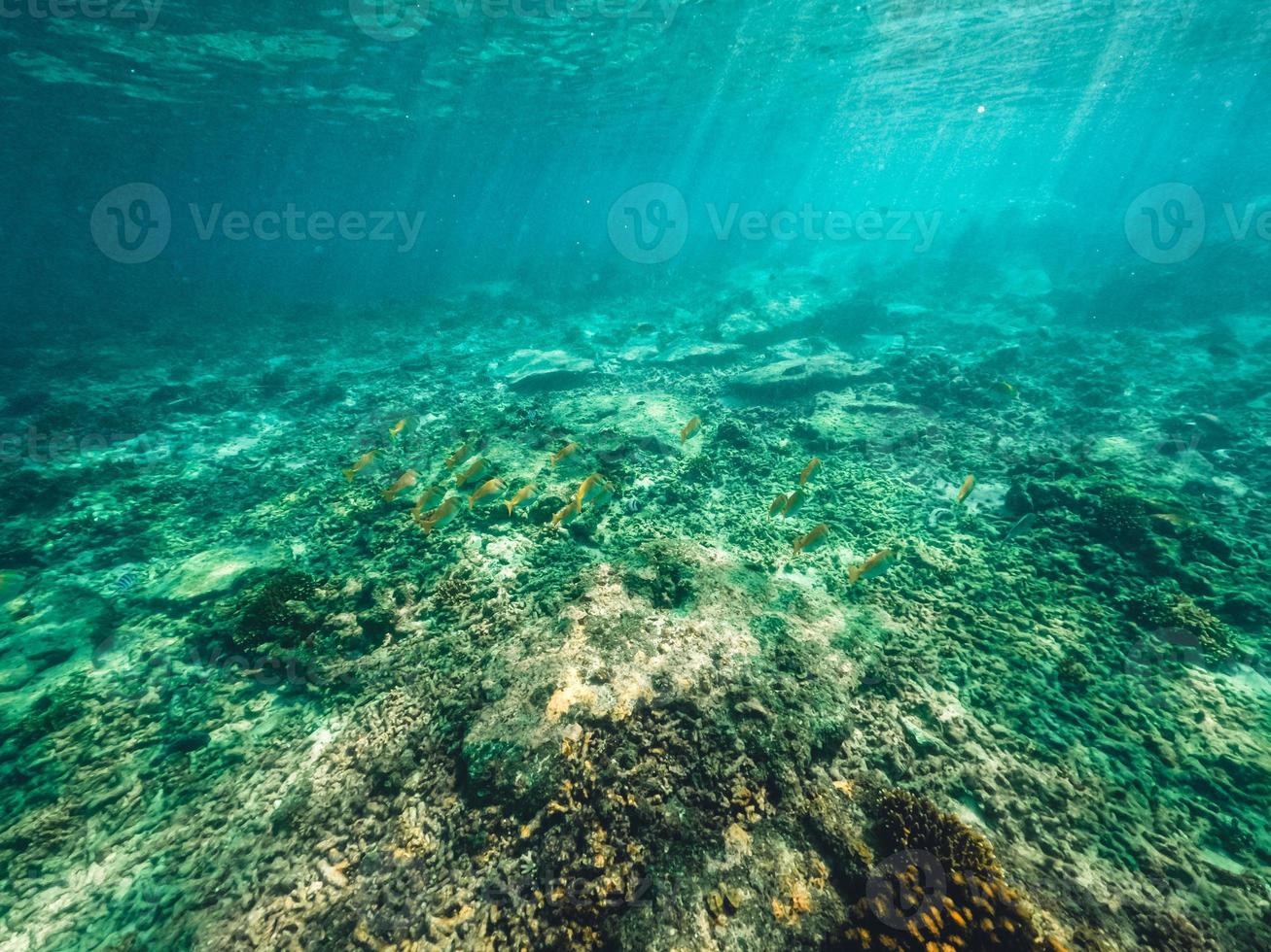 bajo el agua en la playa de la isla foto