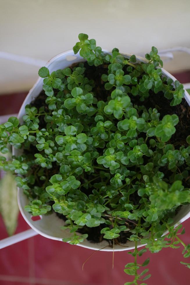 Green and fresh Clover plant photo