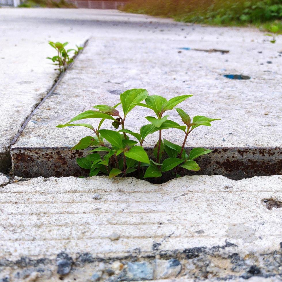 Focus on the green plants growing in the cement trench. photo