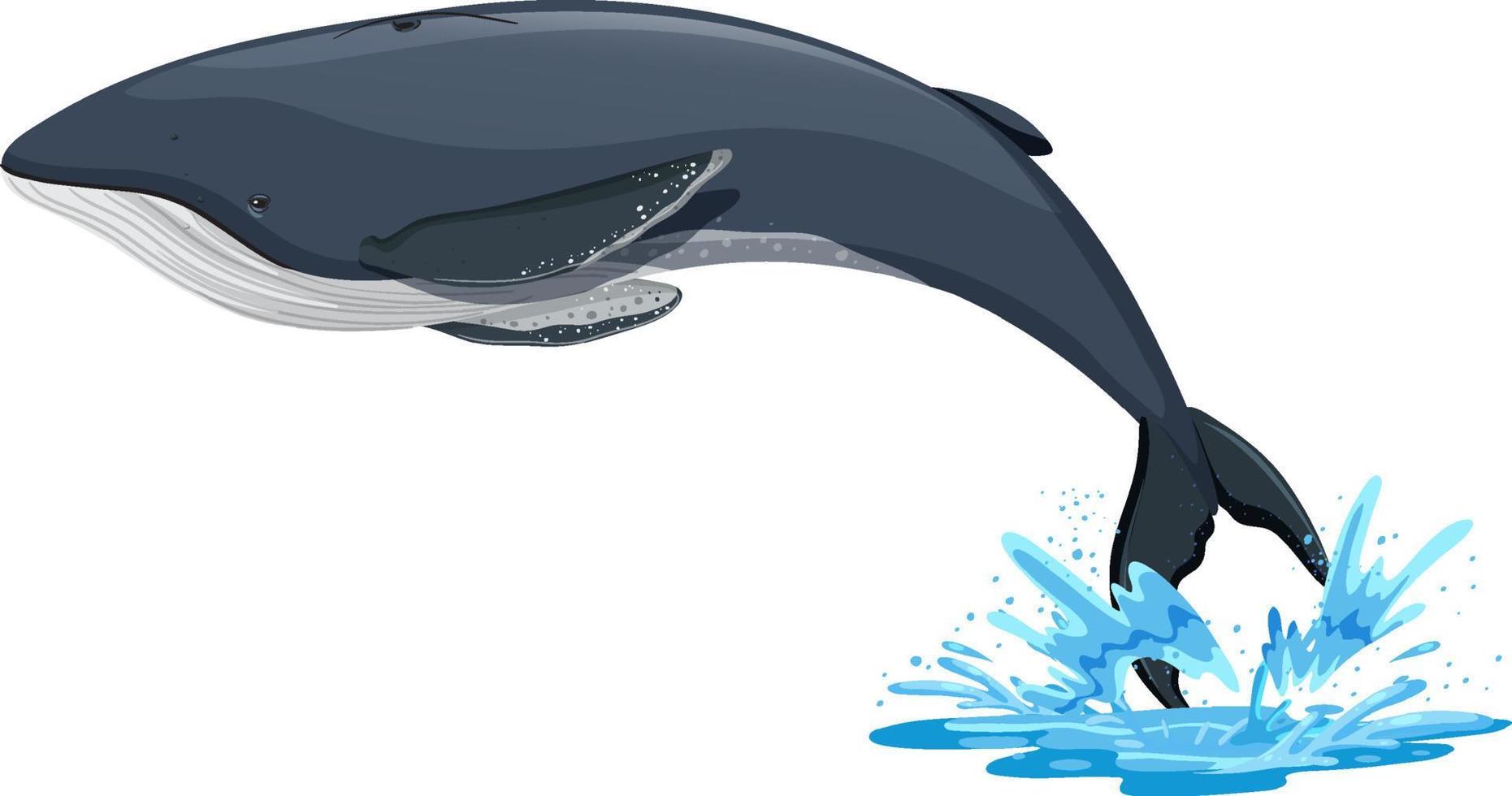 dibujos animados de ballena jorobada sobre fondo blanco vector