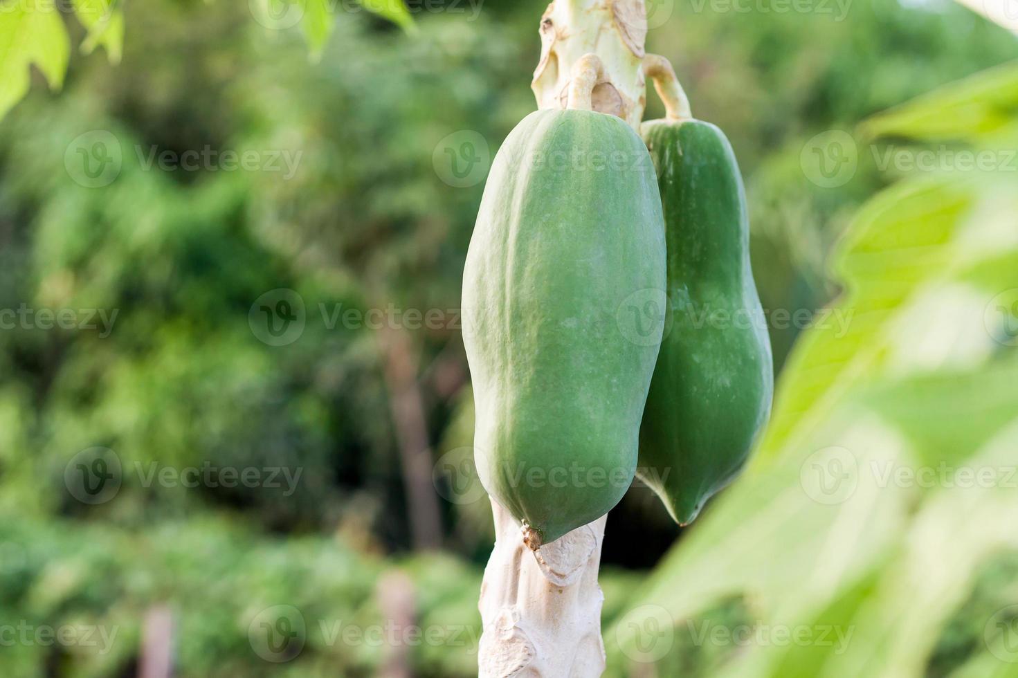 papaya tree with fruits photo