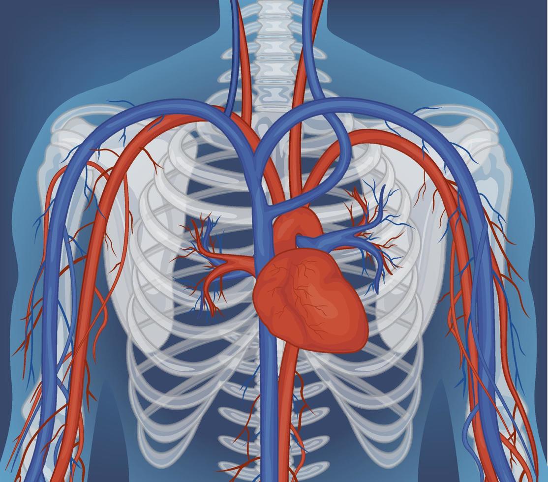 X-ray of human body with internal organs vector