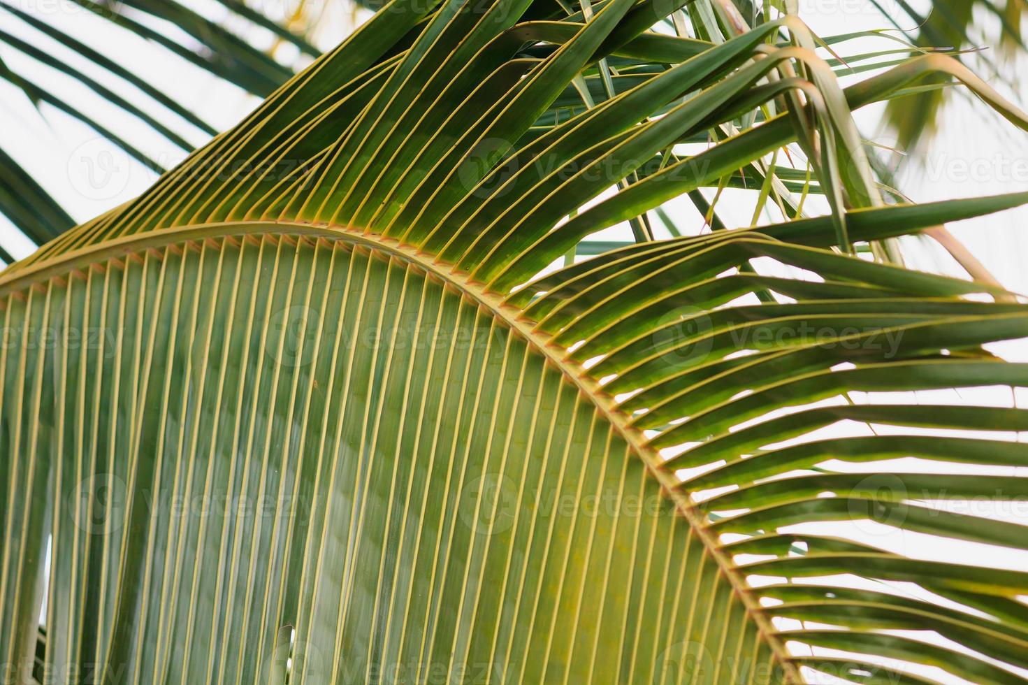 coconut leaves background photo