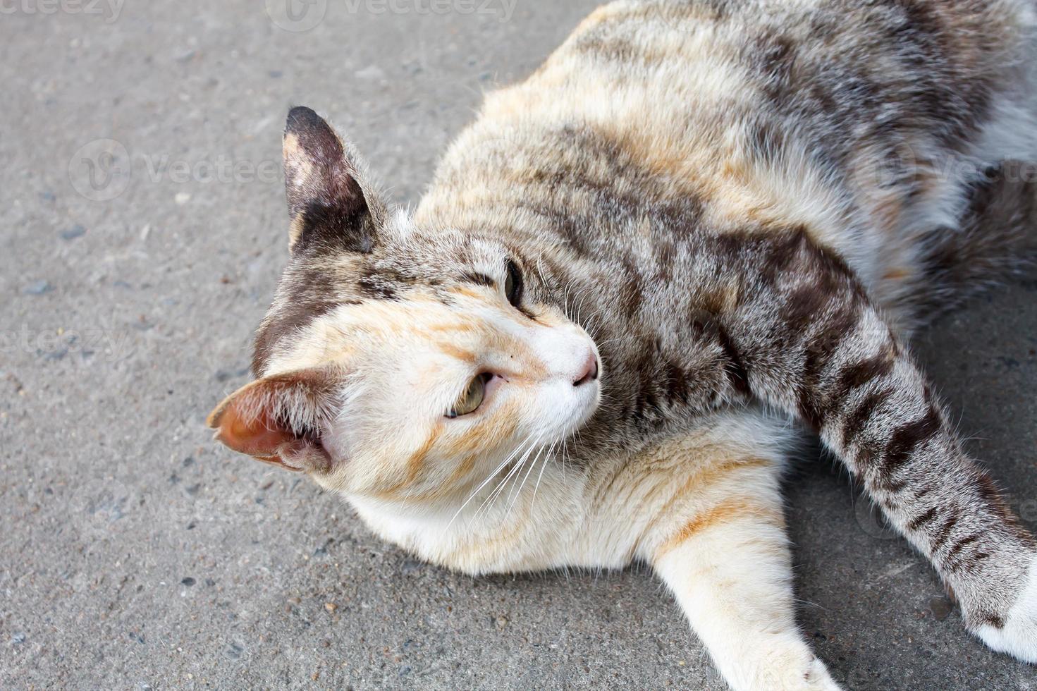 cat lying on the floor photo