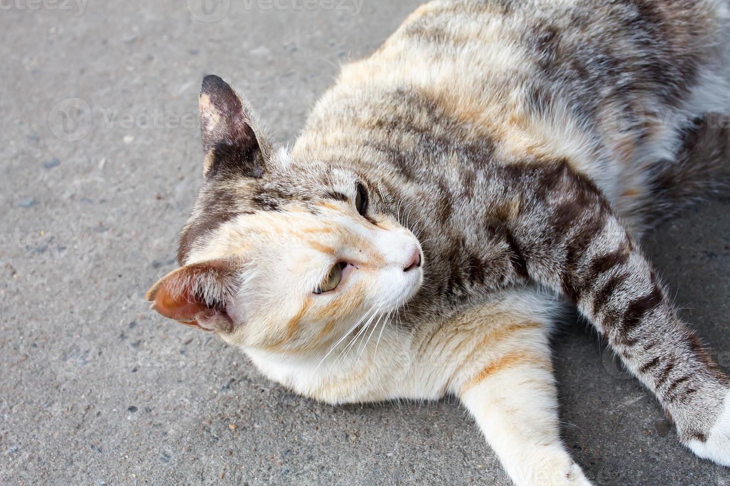 gato tirado en el suelo foto