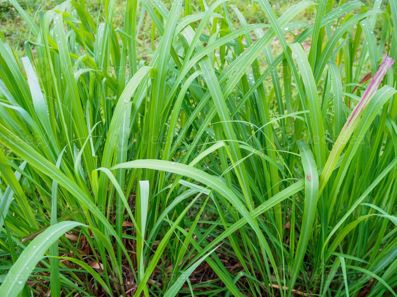 Lemon grass plant green leaf background photo