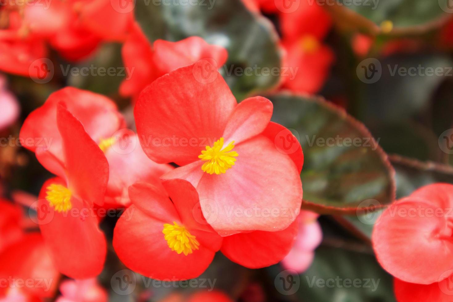 red begonia flower in garden photo