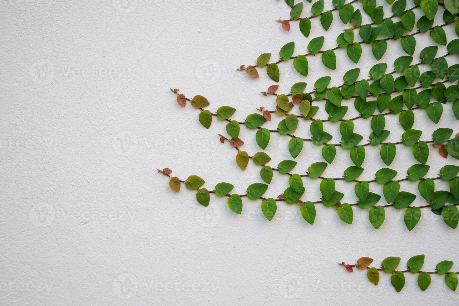 green ivy plant climbing on white wall with copy space photo